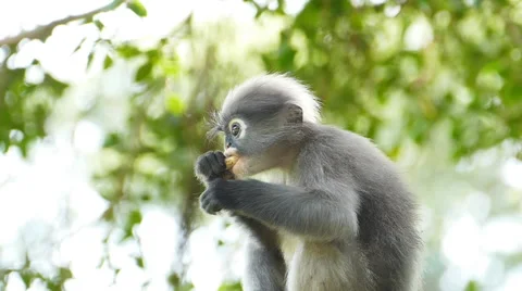 Spectacled langurs in nature. Stock-Footage 59013870