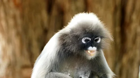 Spectacled langurs in nature. Stock-Footage 62925678