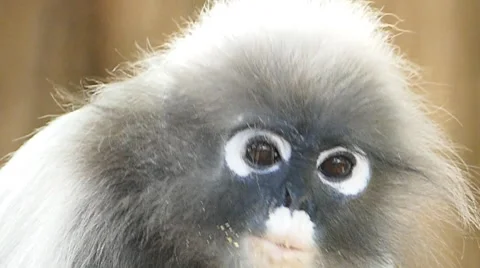 Spectacled langurs in nature. Stock-Footage 62935952