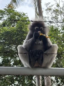 Spectacled Leaf Monkey Dusky Langur Eating Banana on Barbed Wire Fence Stock Photos