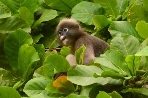 Spectacled Leaf Monkey In Leafy Tree 写真素材