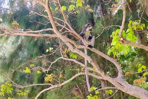 Spectacled monkey sitting on a tree and tearing leaves Foto stock