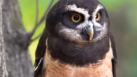 Spectacled Owl Closeup Stock Footage 218456300