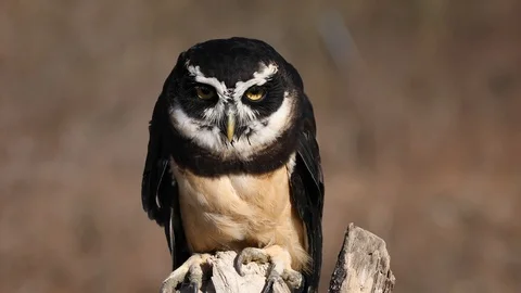 Spectacled Owl Stock Footage 91106782
