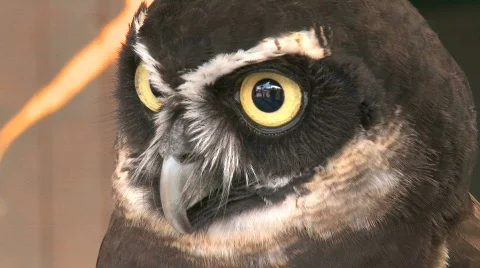 A Spectacled Owl Looks into the Camera Stock Footage 289624