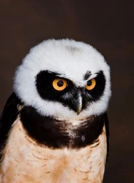 Spectacled owl Foto stock