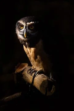 Spectacled Owl Stock Photos