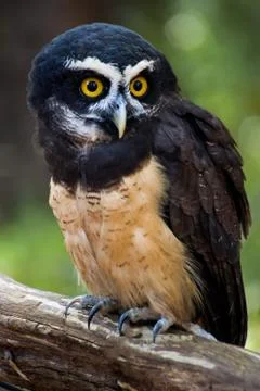 Spectacled owl Stock Photos