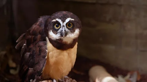 Spectacled Owl Portrait:  Close-up of a captivating bird with striking yell.. Stock Footage 301088874