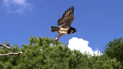 Spectacled Owl, pulsatrix perspicillata, Adult in Flight, Taking off from Stock Footage