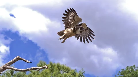 Spectacled Owl, pulsatrix perspicillata, Adult in Flight, Taking off from Stock Footage