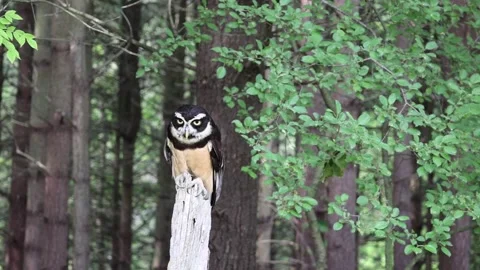 Spectacled Owl in slow motion Stock Footage 155711902