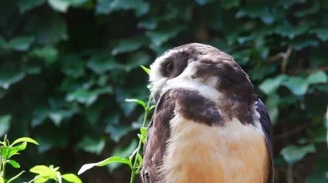 Spectacled Owl Winking Eyes Stock Footage 40491444
