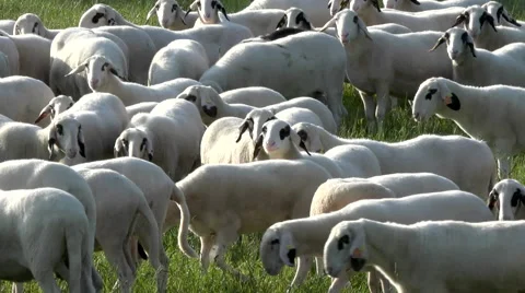 Spectacles sheeps Stock Footage 62911479
