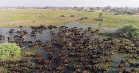 Spectacular aerial close-up side view fly over of a large herd of Cape buffalo Stock Footage 85363129