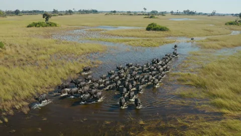 Spectacular aerial close-up view of a herd of Cape Buffalo running   Stock Footage 155705686