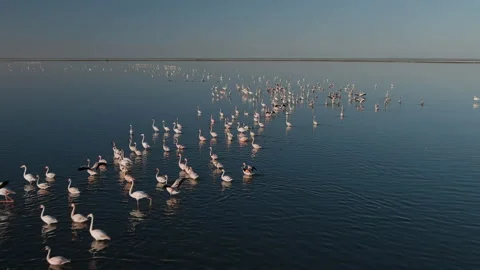 Spectacular aerial fly over view of a large flock of Greater Flamingos wading   Stock Footage 155809212