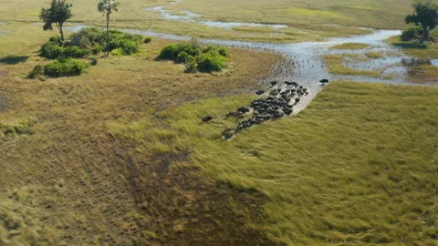 Spectacular aerial panning view of a herd of Cape Buffalo running through the Stock Footage
