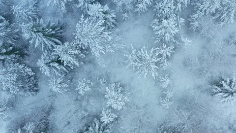 Spectacular aerial top down view on snow covered pine tree forest, snowfall Stock Footage 146486784