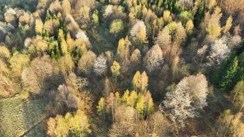 Spectacular aerial top down view of a dense mixed forest with lush green fo.. Stock Footage 335475226