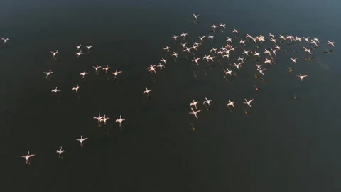 Spectacular aerial view of a large flock of Greater Flamingos flying   Video stock 155807933