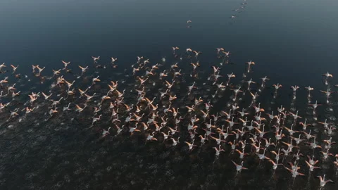 Spectacular aerial view of a large flock of Greater Flamingos taking off   Stock Footage 155809141