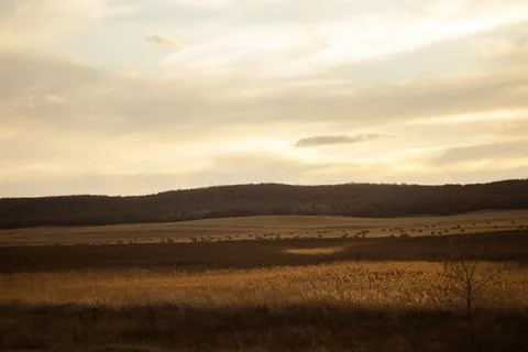 Spectacular background of open space with dark green grass dried by torrid sun Stock Photos