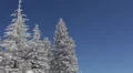 Spectacular Beautiful Fir Trees Branch Twigs Loaded Snow Capped Covered Blue Sky HD Footage