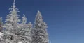 Spectacular Beautiful Fir Trees Branch Twigs Loaded Snow Capped Covered Blue Sky 4k or 4k+ Resolution