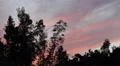 Spectacular Beautiful Nature Trees Silhouettes Red Cirrus Clouds Windy Weather HD Footage
