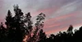 Spectacular Beautiful Nature Trees Silhouettes Red Cirrus Clouds Windy Weather 4k or 4k+ Resolution