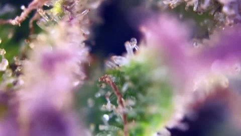 Spectacular Cannabis trichomes developing active cannabinoids under microscope. Stock Footage 344494234