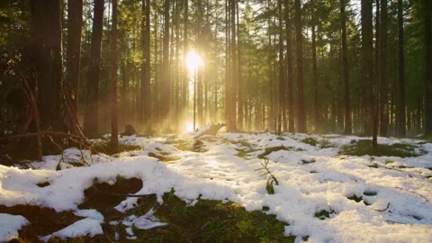 Spectacular cinematic drone flight through the misty winter forest the sun shine Stock Footage 246478458