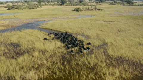 Spectacular close-up aerial view of a herd of Cape Buffalo running   Stock Footage 155673370