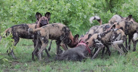 Spectacular close-up. A large pack of African Wild Dogs devouring a warthog Stock Footage 295350594