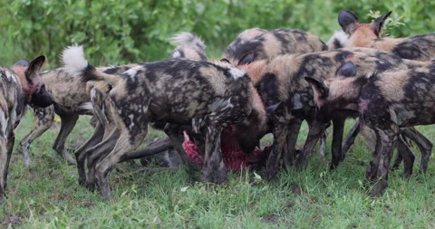 Spectacular close-up. A large pack of African Wild Dogs devouring a warthog Stock Footage 295350736