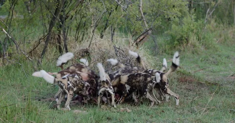 Spectacular close-up. A large pack of African Wild Dogs devouring an Impala, Stock Footage 295352690