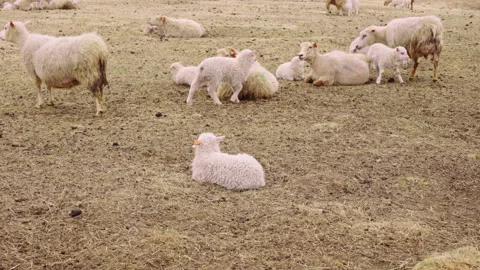 Spectacular Close  View of a Flock of Sheep and Lambs Pausing on a Brown Grass Stock Footage 157375922