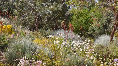 Spectacular display of spring wildflowers of Perth Stock Footage 165930682