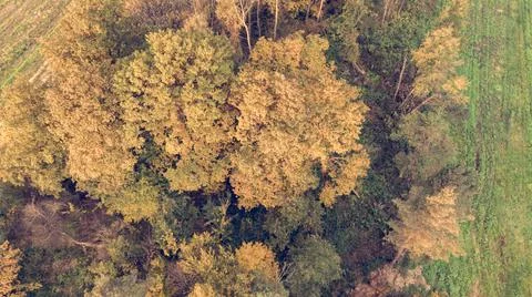 Spectacular drop down view of autumn tree tops changing colors. Stock Photos