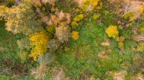 Spectacular drop down view of autumn tree tops changing colors. Stock Photos