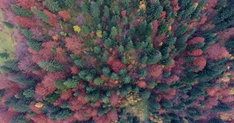 Spectacular Fall Colors in the Mountains Stock Footage 97792892