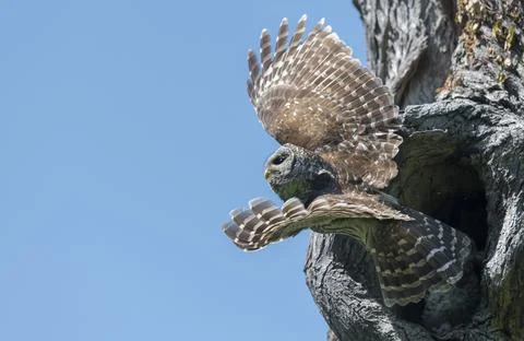 Spectacular feathers Stock Photos