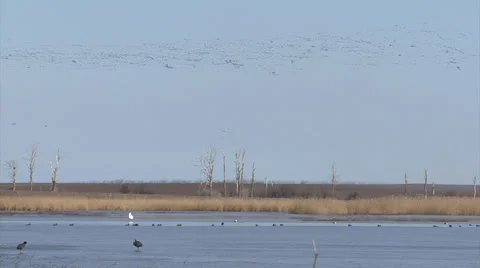Spectacular flocks of thousands birds flying over the frozen lake. Video stock 33444678
