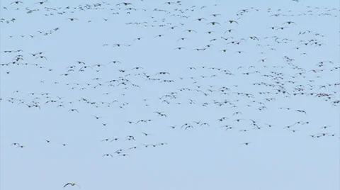 Spectacular flocks of thousands birds flying over the frozen lake. 스톡 동영상 33444758