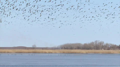 Spectacular flocks of thousands birds flying over the frozen lake. 스톡 동영상 33444839