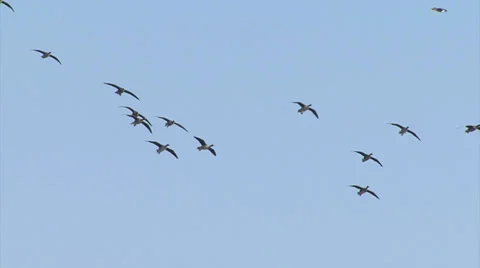 Spectacular flocks of thousands birds flying over the frozen lake. Stock-Footage 33445382