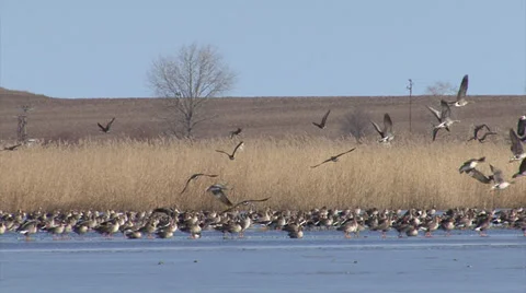 Spectacular flocks of thousands birds flying over the frozen lake. 스톡 동영상 33446739