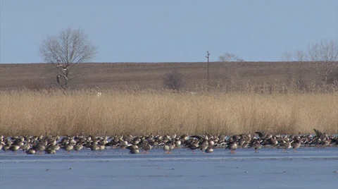 Spectacular flocks of thousands birds flying over the frozen lake. Video stock 33447120