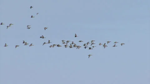 Spectacular flocks of thousands birds flying over the frozen lake. Video stock 33447699